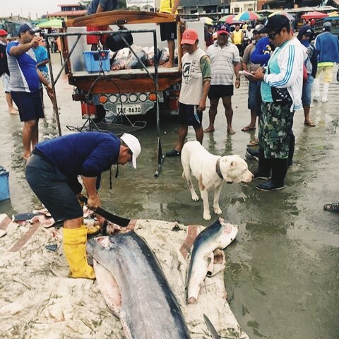 Real World Advice for Puerto Lopez, Ecuador - KnofftheNomads